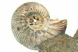 Iridescent Pyritized Ammonite (Quenstedticeras) Fossil Display #368840-1